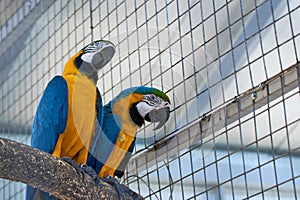Close up of The blue-and-yellow macaw Ara ararauna