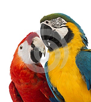 Close-up of a Blue-and-yellow Macaw, Ara ararauna, 30 years old, and Green-winged Macaw, Ara chloropterus, 1 year old