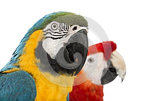 Close-up of a Blue-and-yellow Macaw, Ara ararauna, 30 years old, and Green-winged Macaw, Ara chloropterus, 1 year old