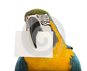 Close-up of a Blue-and-yellow Macaw, Ara ararauna, 30 years old, holding a white card in its beak