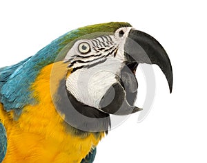 Close-up of a Blue-and-yellow Macaw, Ara ararauna, 30 years old, with its beak open