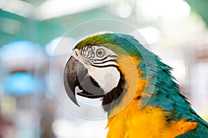 close up of blue-and-yellow macaw (Ara ararauna)