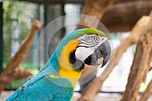Close up of Blue-and-yellow macaw Ara ararauna