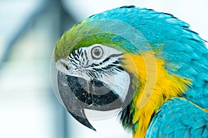 A close up of a blue-and-yellow macaw Ara ararauna, also known as the blue-and-gold macaw bright vibrant parrot close up