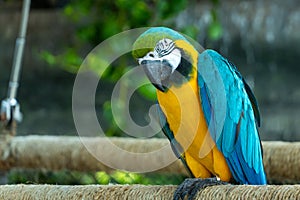 A close up of a blue-and-yellow macaw Ara ararauna, also known as the blue-and-gold macaw bright vibrant parrot close up on