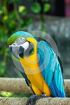 A close up of a blue-and-yellow macaw Ara ararauna, also known as the blue-and-gold macaw bright vibrant parrot close up