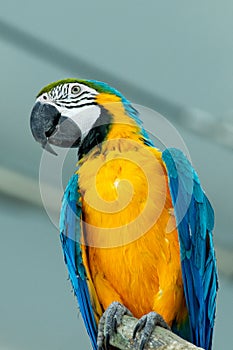 A close up of a blue-and-yellow macaw Ara ararauna, also known as the blue-and-gold macaw bright vibrant parrot up in a tree
