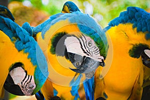 Close up blue and yellow macaw, Ara ararauna, Animal parrot.