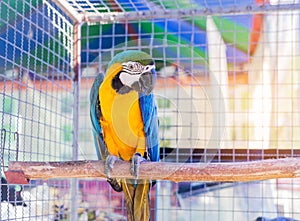 Close up blue and yellow macaw or blue and gold macaw bird standing perch on the branch