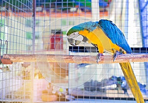 Close up blue and yellow macaw or blue and gold macaw bird standing perch on the branch