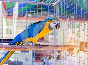 Close up blue and yellow macaw or blue and gold macaw bird standing perch on the branch
