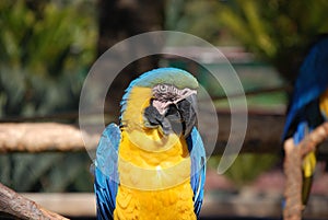 Close up of a Blue and Yellow Macaw parrot