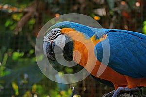Close Up of Blue-and-Yellow Macaw Parrot or Ara ararauna in the Park, Foz do Iguacu, Brazil, South America