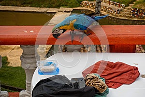 Close-up on blue and yellow macaw, parrot steals cloth from tourist im Colombia