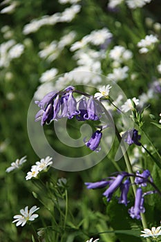 Close up of bluebell and common stitchwort