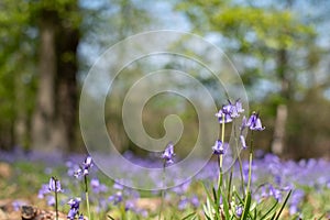 Close up of bluebell flower amid carpet of wild bluebells, photographed at Pear Wood in Stanmore, Middlesex, UK