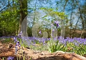 Close up of bluebell flower amidst carpet of wild bluebells, photographed at Pear Wood in Stanmore, Middlesex, UK