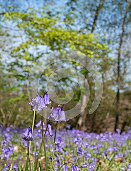 Close up of bluebell flower in a carpet of bluebells in spring, photographed at Pear Wood in Stanmore, Middlesex, UK