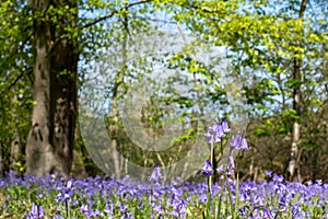 Close up of bluebell flower in wood of wild bluebells, photographed at Pear Wood next to Stanmore Country Park in Stanmore, UK