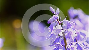 Close up of bluebell flowers in a garden swaying