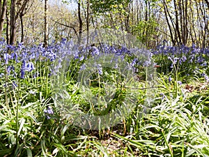 close up of bluebells growing on forest floor in spring