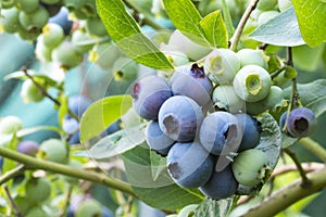 Close-up of blueberry varieties Patriot