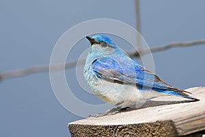 Close-up of a bluebird