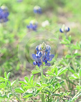 Close-up of Bluebonnet the state flower of Texas, USA