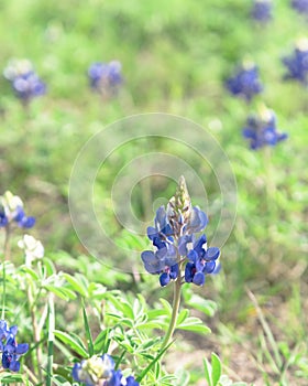 Close-up of Bluebonnet the state flower of Texas, USA