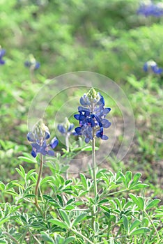 Close-up of Bluebonnet the state flower of Texas, USA