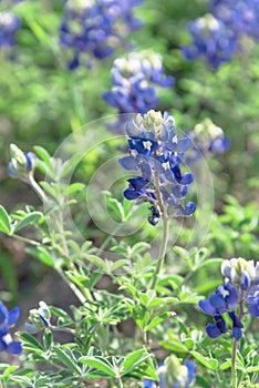 Close-up of Bluebonnet the state flower of Texas, USA