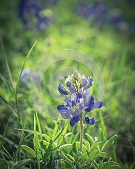 Close-up of Bluebonnet the state flower of Texas, USA