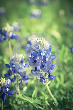 Close-up of Bluebonnet the state flower of Texas, USA