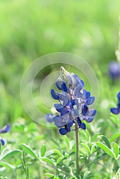 Close-up of Bluebonnet the state flower of Texas, USA