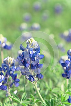 Close-up of Bluebonnet the state flower of Texas, USA