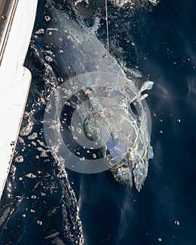 Close-up of a bluefin tuna being caught in the ocean