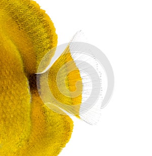 Close-up of a Bluelashed butterflyfish's caudal fin