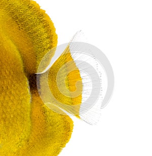 Close-up of a Bluelashed butterflyfish's caudal fin photo