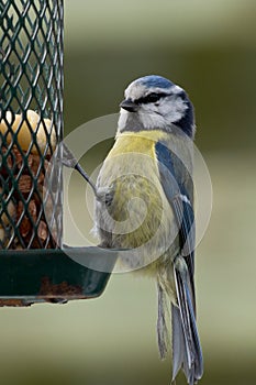 Bluetit on feeder