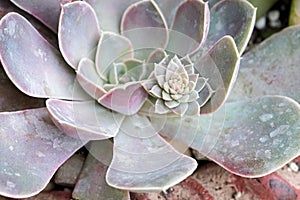 Close-up of Bluish Mauve Echeveria Succulent with Flower Bud