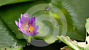 Close up and blur background honey bee flying and bees collecting pollen in deep of colorful blooming purple water lily The view