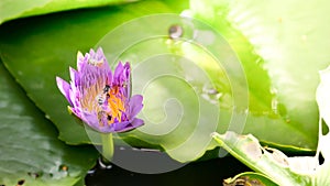 Close up and blur background morning tone honey bee flying and bees collecting pollen in deep of colorful blooming purple water li