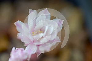 close up with blurred background of cactus flowers