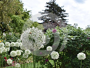 A close up with a blurred background of several white flowers called `Allium Mount Everest`