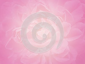 close-up blurred blooming pale pastel pink rose flower