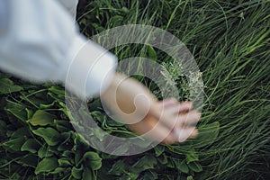 Close up of a blurred hand of the woman touching the grass, feeling nature