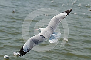 Close-up blurred image of a seagull.Blurred picture of a seagull