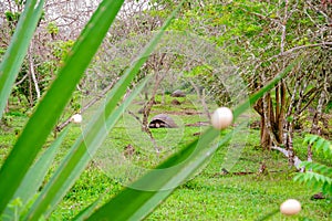 Close up of blurred leafs with a gorgeous giant Galapagos turtle in the horizont at Galapagos islands, South America