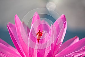 red lotus flower and morning sunshine