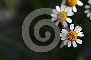 Close-up of blurred small white magerites